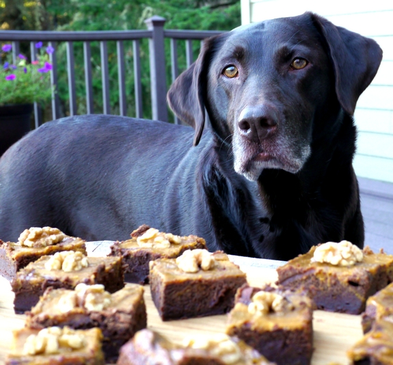 Fudgey Pumpkin Brownies doggy photo bomber