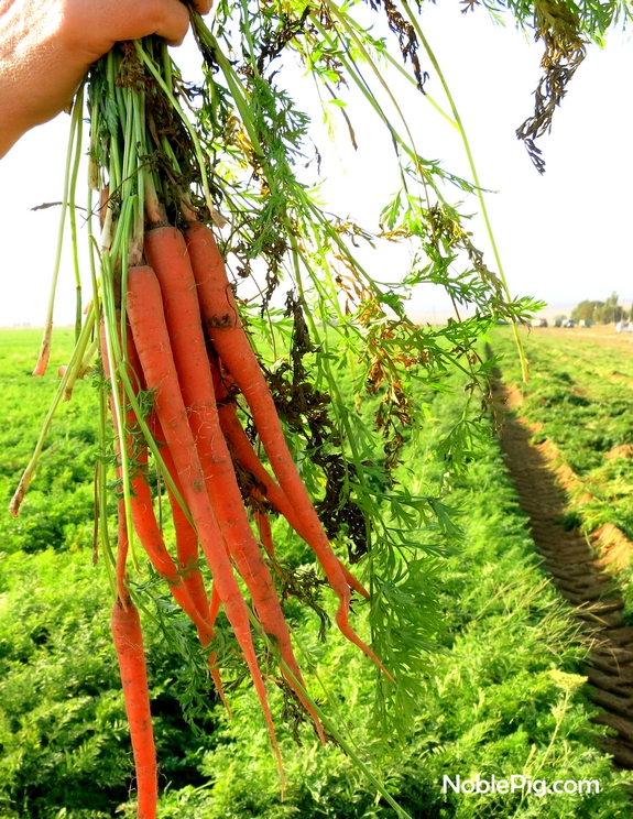 Noble Pig and Grimmway farms Carrots