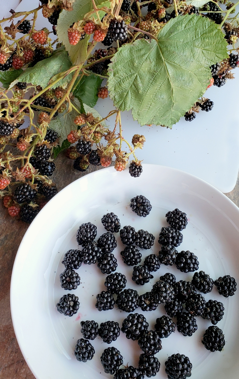 Nothing tastes more like late summer than a Blackberry Crumble. Even if you've never baked from scratch, you will find this recipe so easy to put together. #noblepig #blackberry #crumble #summerdessert Blackberries in a bowl with a branch of blackberries.