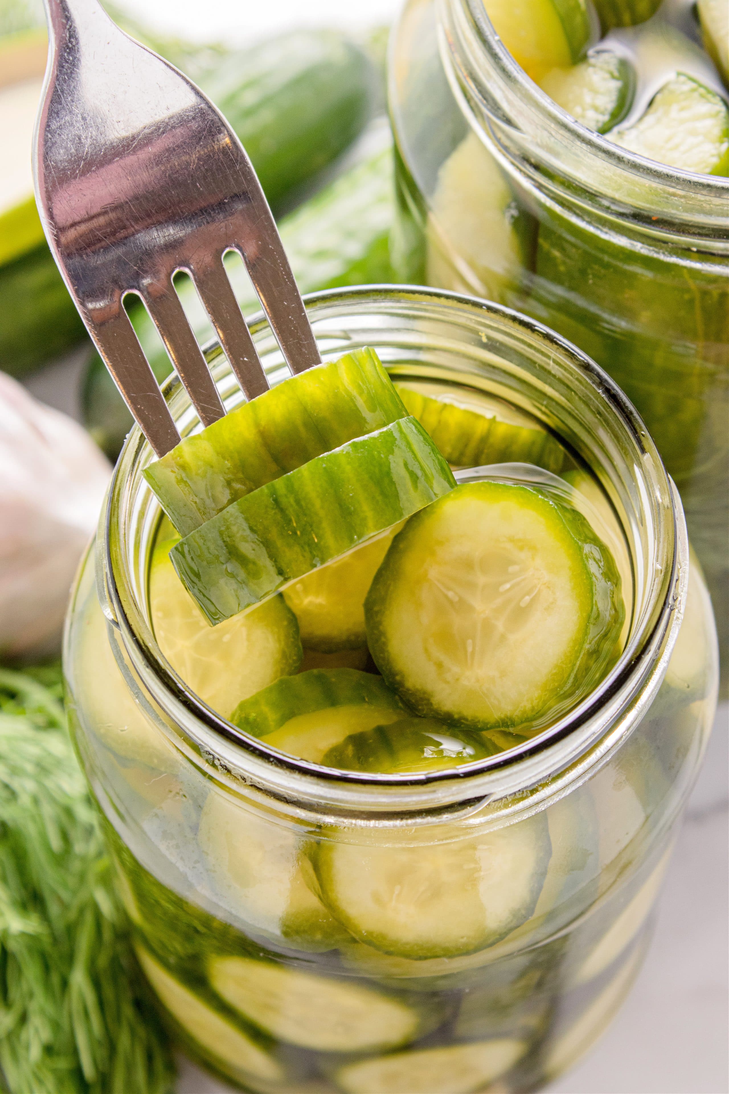 Homemade dill pickles sliced into coins and lifted from the brine.